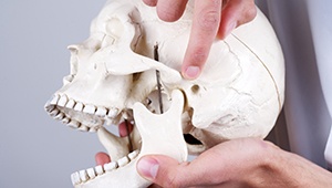 Model of jaw and skull bone